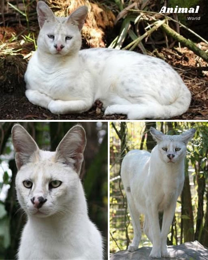 Unique and cute white wild cat with large ears in natural forest surroundings, showcasing nature's beautiful surprises.