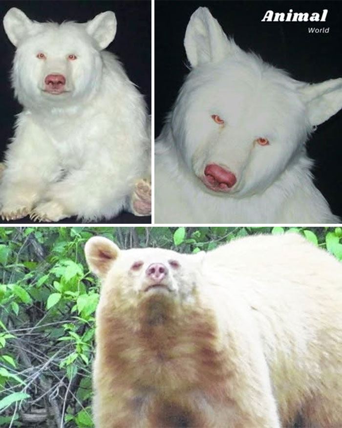 Three images showing a rare white bear with unique features, highlighting cute creatures in nature.