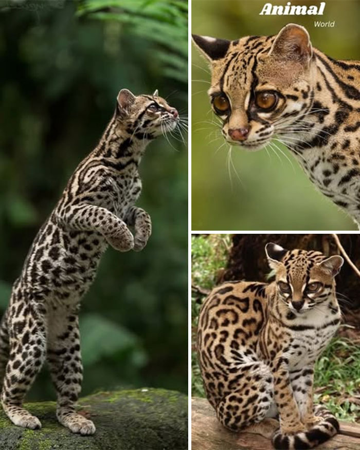 Three unique and cute creatures with spotted fur patterns in natural green and forest environments.