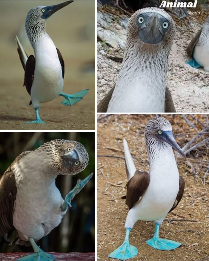 Collage of unique and cute blue-footed boobies showcasing colorful feet and playful poses in natural surroundings.