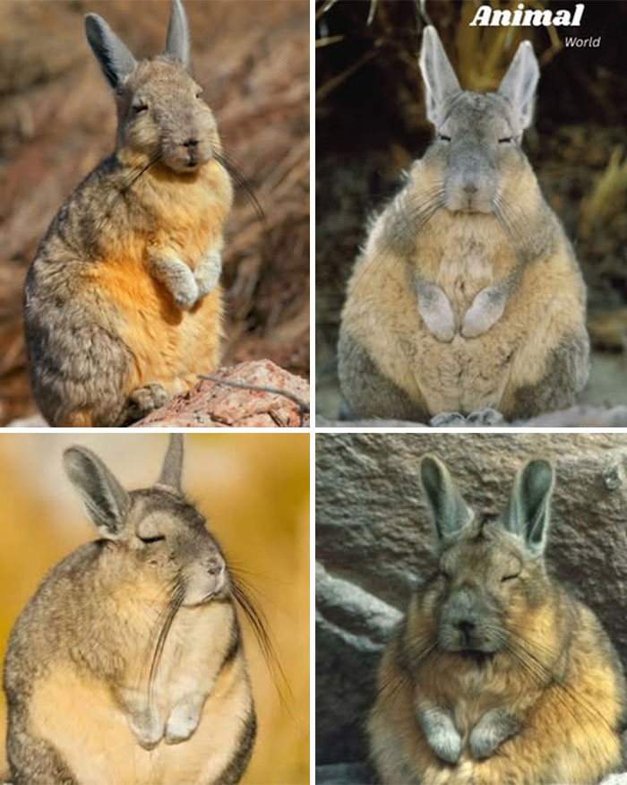 Four unique and cute creatures with fluffy fur and long ears, showcasing the beauty of nature’s surprises.