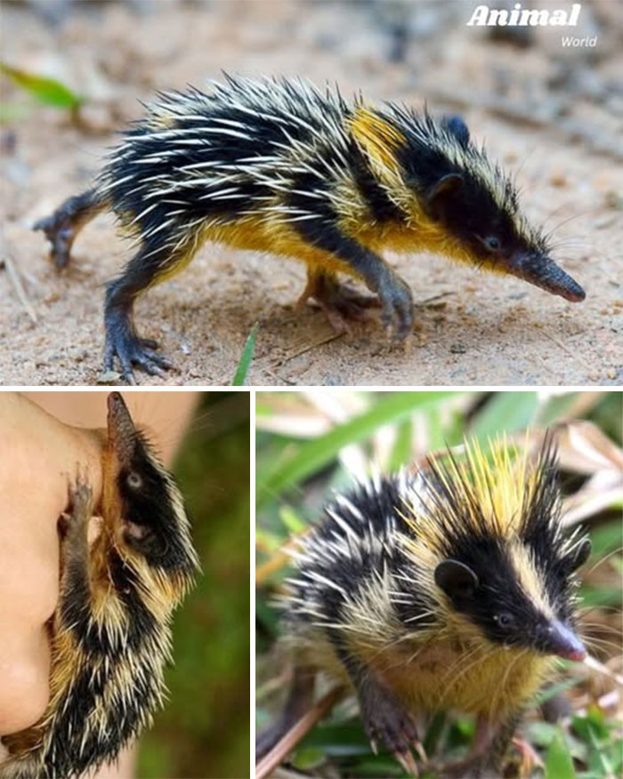 Unique and cute creatures with spiky fur and long snouts, showcasing nature’s beautiful surprises in diverse natural settings.