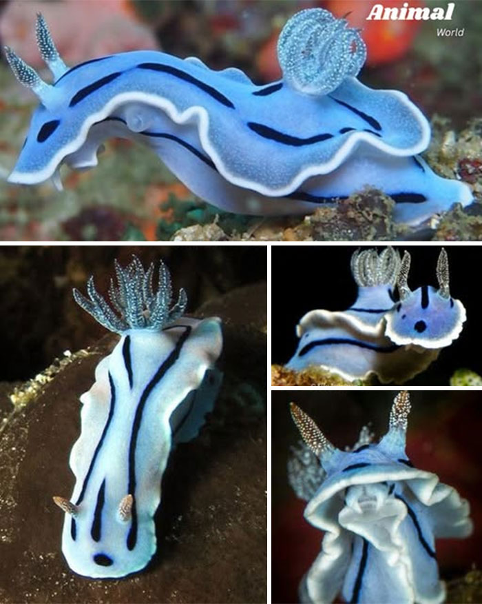 Close-up images of a unique and cute blue sea slug showcasing nature's beautiful surprises in marine life.