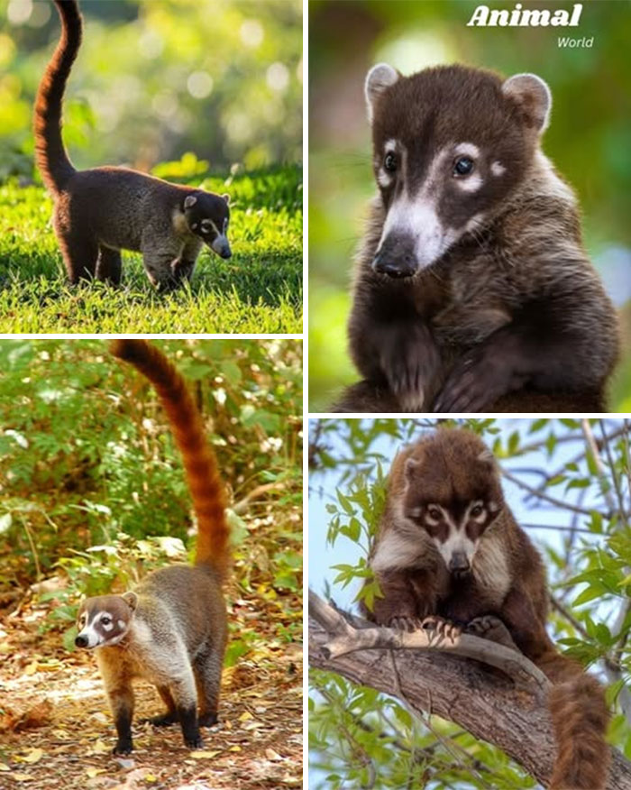 Four images of a unique and cute creature with a long tail in natural green and forest habitats.