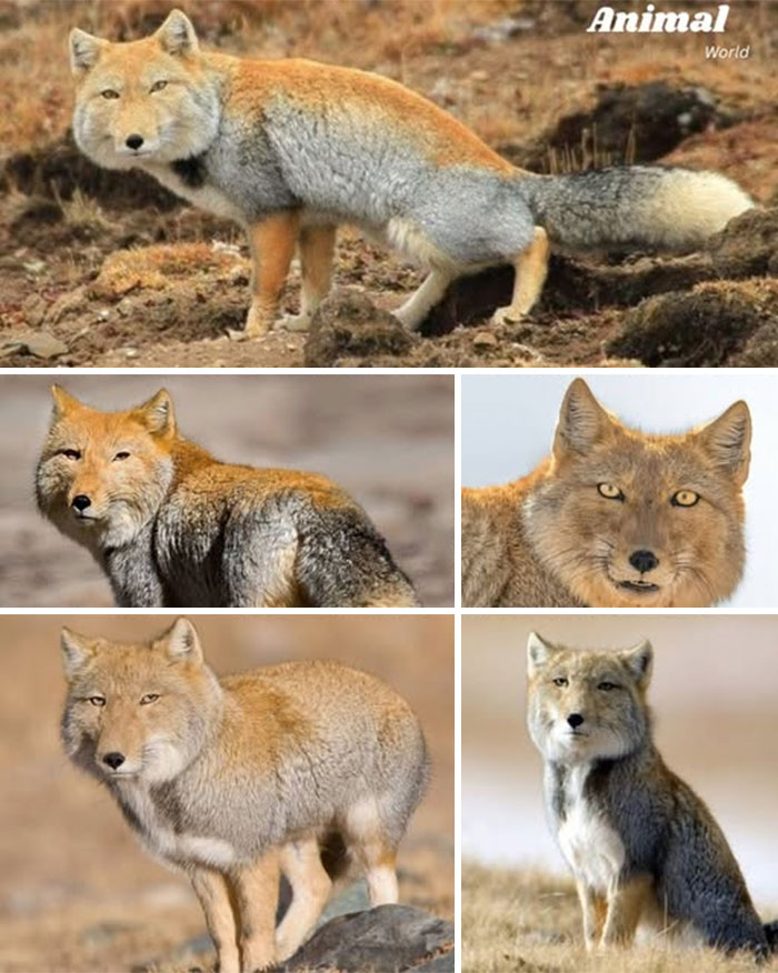 Various unique and cute creatures in natural habitats, showcasing the beauty and surprises of wildlife around the world.