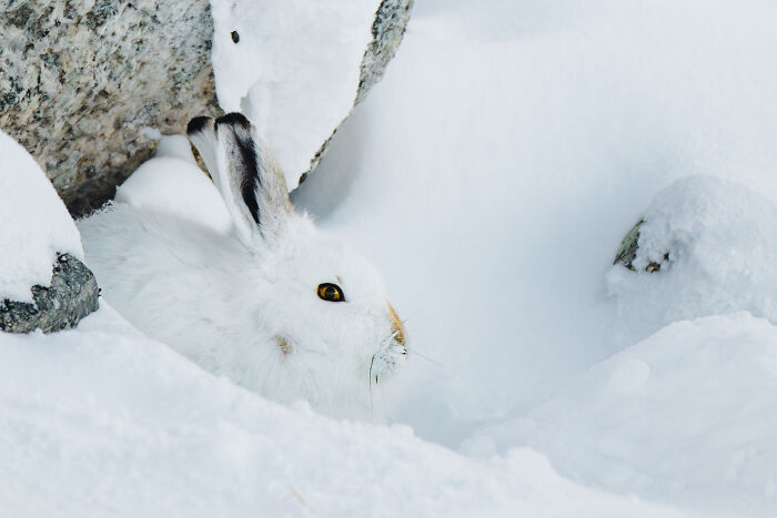 White hare blending in snowy northern wild, showcasing an unexpected beautiful nature encounter in a winter landscape.