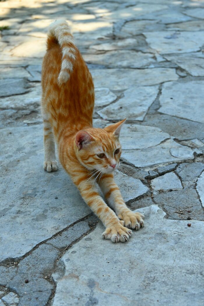 Orange tabby cat stretching on c*****d stone pavement, illustrating unexpected behavior in snooping parents and teens. - 46