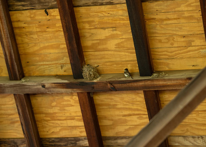 Bird sitting near a nest on wooden beams under a roof, relating to wedding photographer critique and GoPro use.