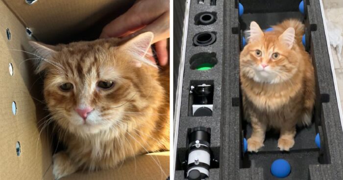 50 Before-And-After Photos Of Cats That Found Their Forever Homes