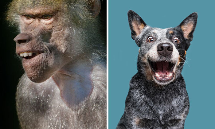 50 Of The Funniest Animal Photos Shared By Our Community