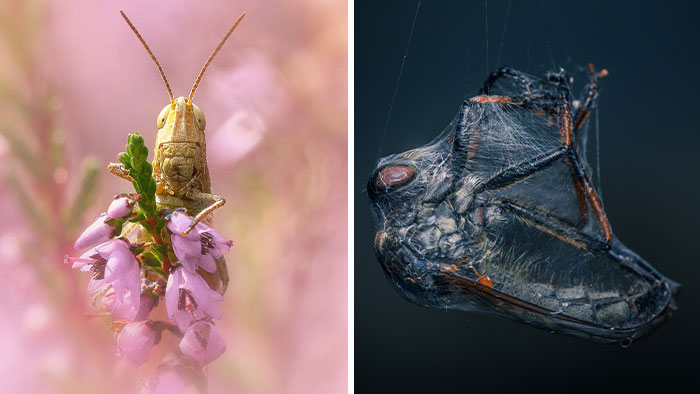 50 Stunning Macro Photos That Reveal The Beauty In Tiny Details