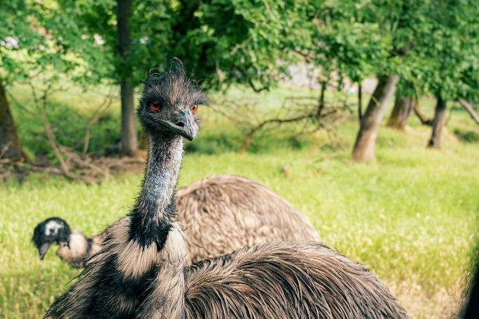 Emus in a green field with trees in the background, representing one of the biggest world unexpected discoveries in nature.