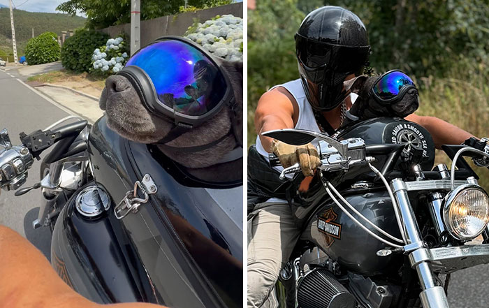 Meet Harley, The Bull Terrier Who Lives For Motorcycle Adventures