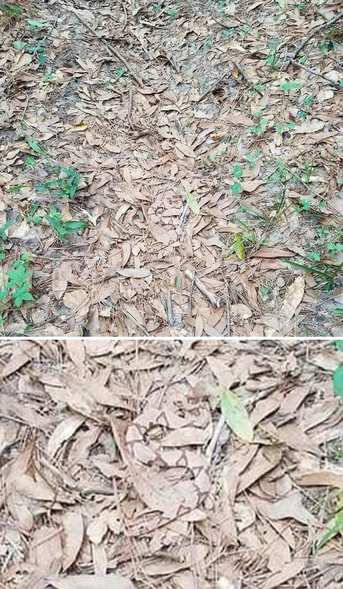 Highly camouflaged snake blending perfectly with dried leaves and surroundings, showcasing amazing matching and natural camouflage.