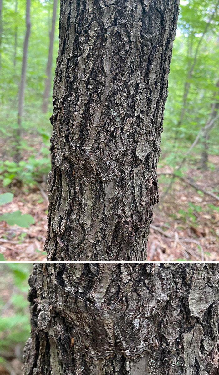 Moth camouflaged on tree bark blending perfectly with surroundings in a forest environment.