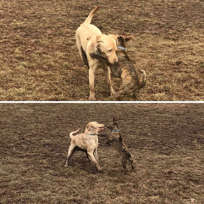 Two dogs covered in mud blending with the muddy ground, perfectly matching their surroundings in an outdoor play area.