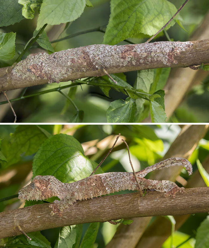 Lizard camouflaged on a tree branch blending perfectly with its surroundings in natural green foliage.