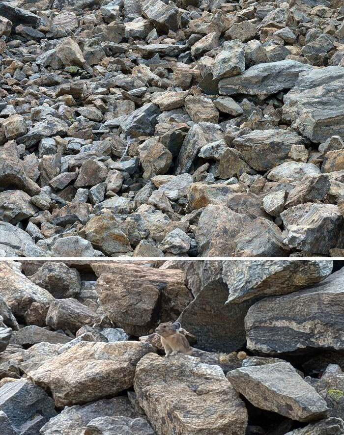 Small animal camouflaged among rocks blending perfectly with surroundings in a nature scene showing matching camouflage.