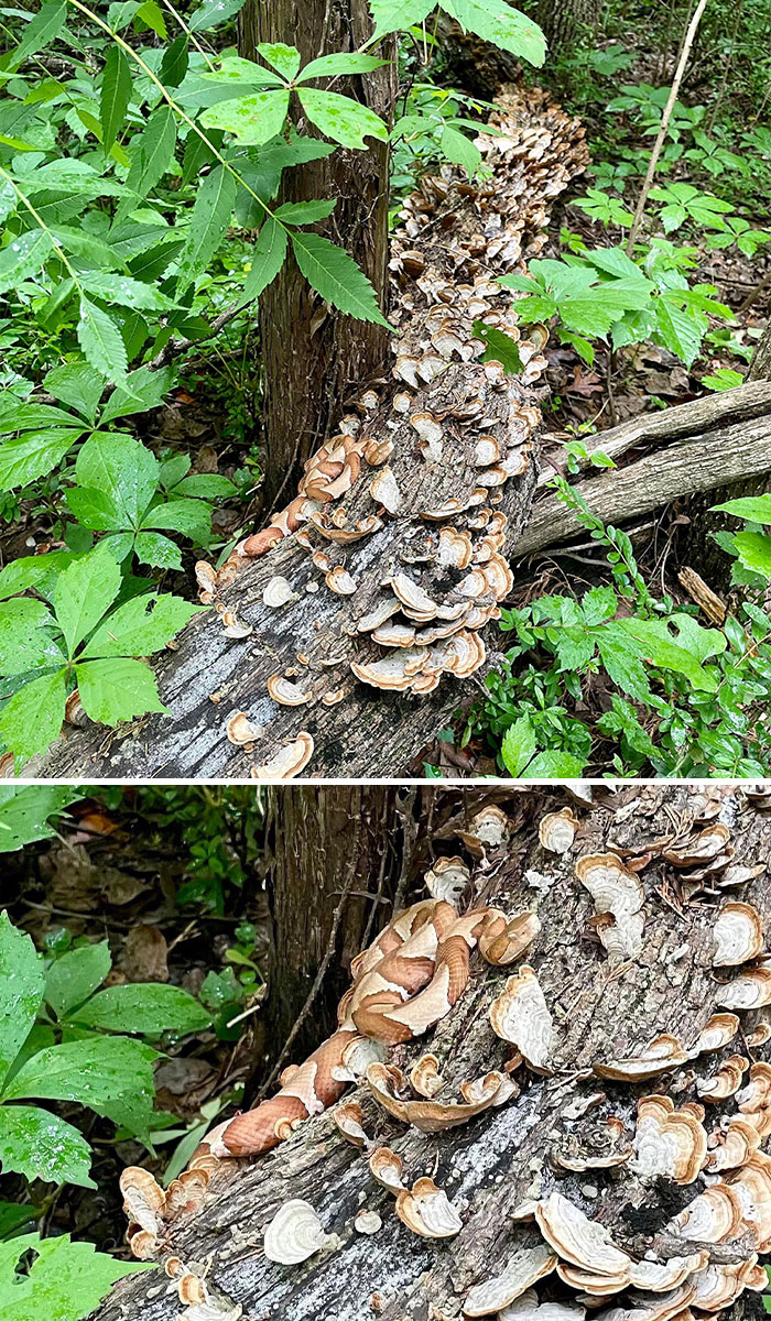 Snake camouflaged among fungi on a fallen log blending perfectly with natural surroundings in a forest setting.