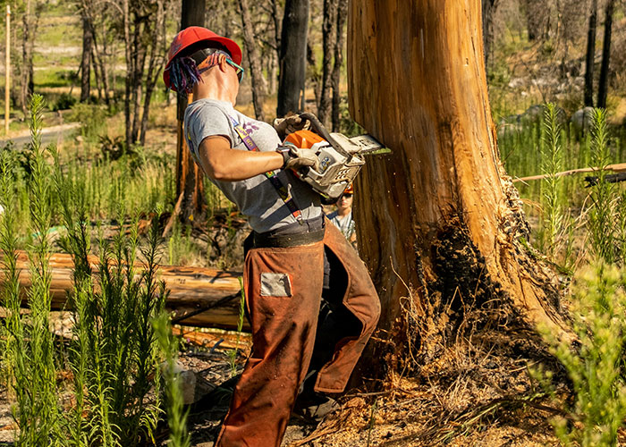 Blue collar worker using a chainsaw to cut a large tree, illustrating a scariest job site experience.