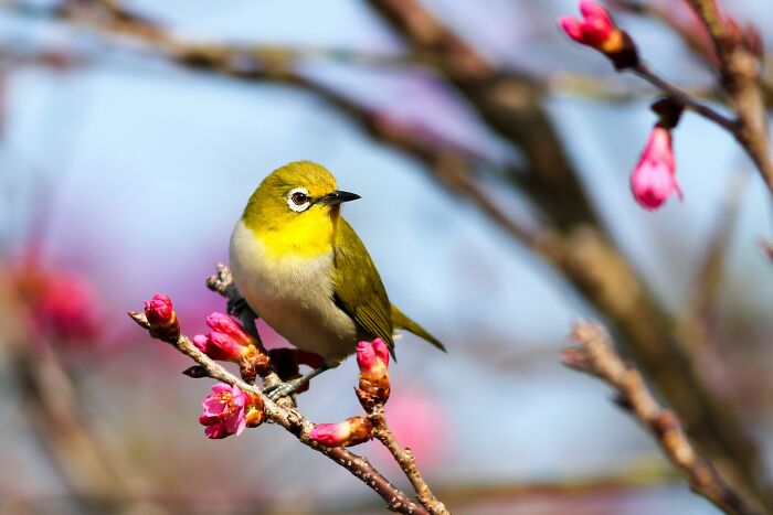 Small yellow bird perched on blooming pink flowers, symbolizing good news and positive moments in nature.