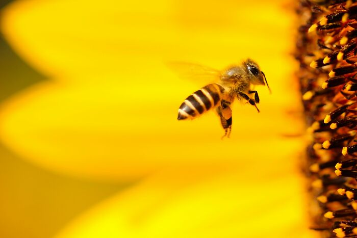 A honeybee approaching a sunflower, symbolizing good news and positive bits deserving the spotlight.