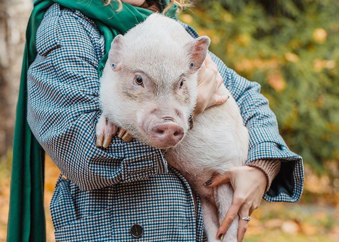 Woman holding a pet pig outdoors, illustrating a mother humiliated when her pig ruins daughter's wedding event.