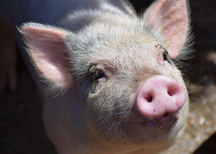 Mom Of The Bride Told She Can&rsquo;t Bring Her Pet Pig To The Wedding, Does It Anyway And Ruins It