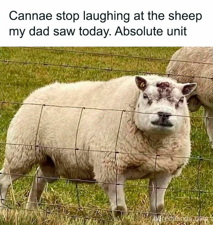Sheep with a distinct face behind a fence, capturing a funny moment that sums up life in the UK with memes.