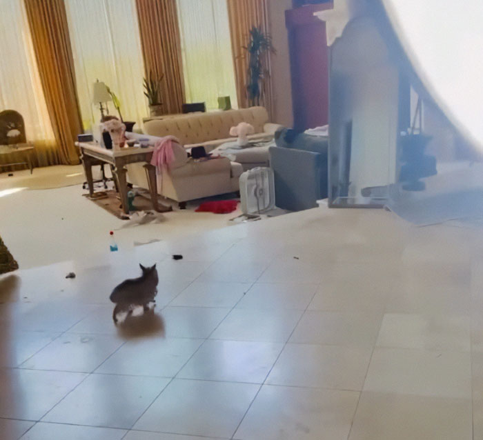 Small dog walking on tiled floor in a spacious living room, related to Britney Spears mental help and figure concerns.