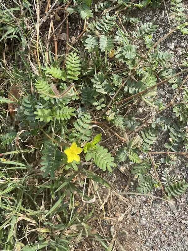 Weeds Weeds
