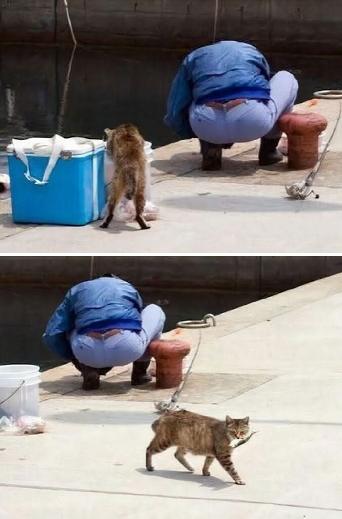 Gato robando pescado mientras hombre está agachado cerca del muelle, demostrando que los gatos tienen muy mala leche.