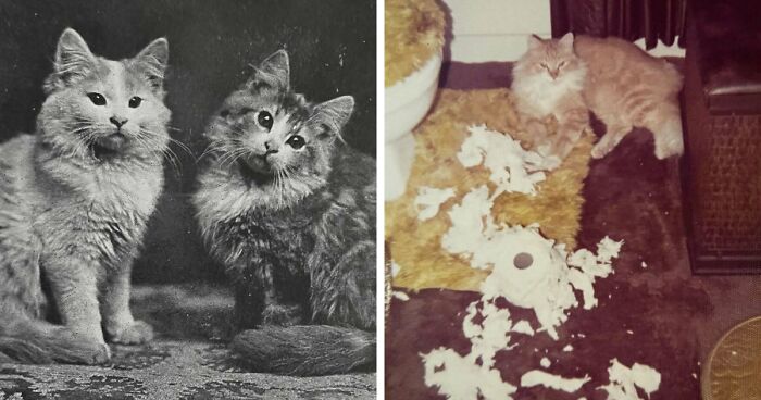 35 Adorables imágenes de gatos a través de la historia mostrando que siempre fueron los protagonistas