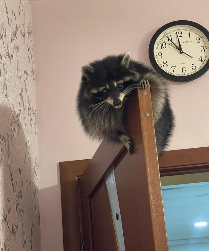 Raccoon perched atop a door inside a home, displaying chaotic pet behavior and causing mischief.