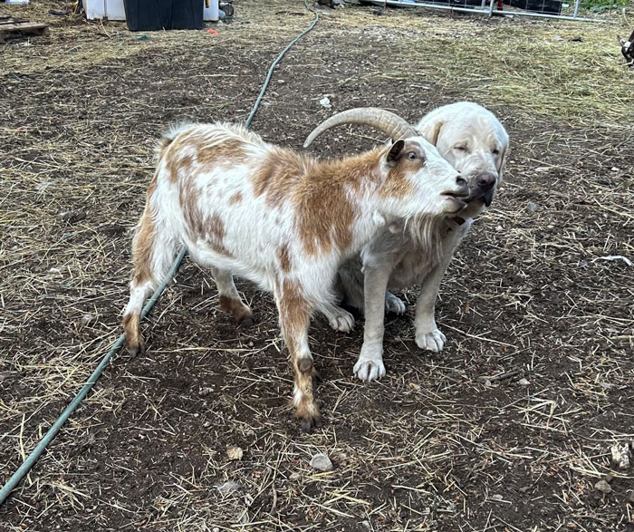 Goat playfully headbutting a white dog outside in a farmyard showing chaotic pets being a playful menace.