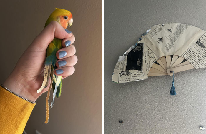 Pet bird causing chaos by shredding a paper fan, showcasing typical behavior of chaotic pets being a menace.