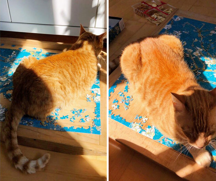Orange tabby cat sitting on a disrupted puzzle on the floor, showcasing chaotic pets causing a playful mess at home.
