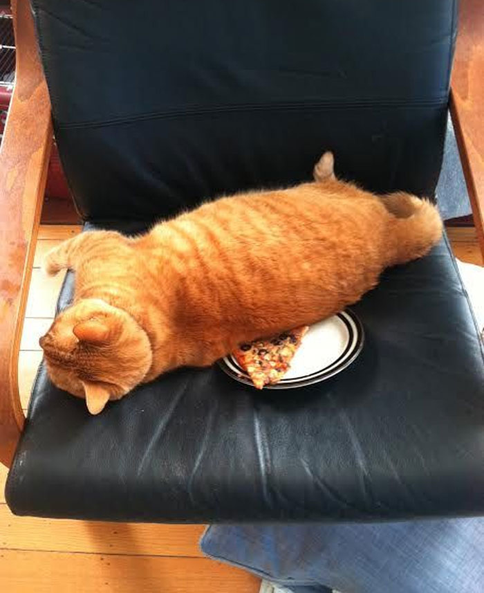 Orange cat lying on a chair covering a slice of pizza, one of the chaotic pets causing mischief at home.