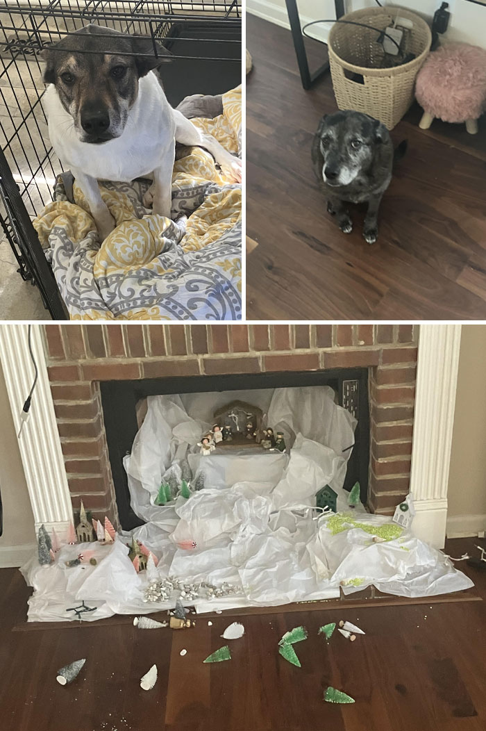 Two dogs with a chaotic pet mess in front of a fireplace showing pet mischief indoors on hardwood floor.