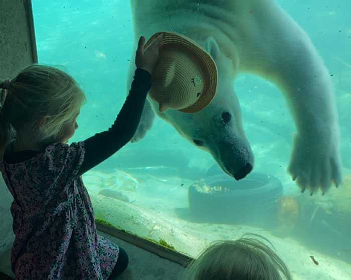Child holding a hat up to a polar bear underwater, highlighting zoo efforts to encourage pet donations to feed predators. - 3