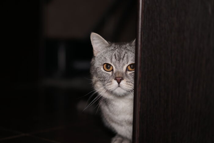 Grey cat with amber eyes peeking from behind dark furniture, evoking feelings of terrifying things people swear they've seen.
