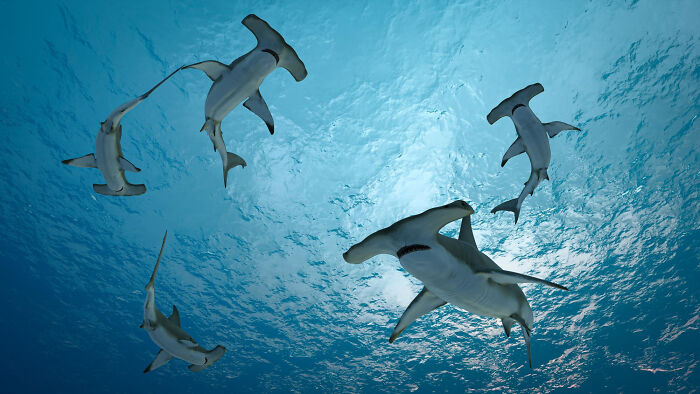 Underwater view of five hammerhead sharks swimming near the ocean surface with light filtering through sea water concept time facts