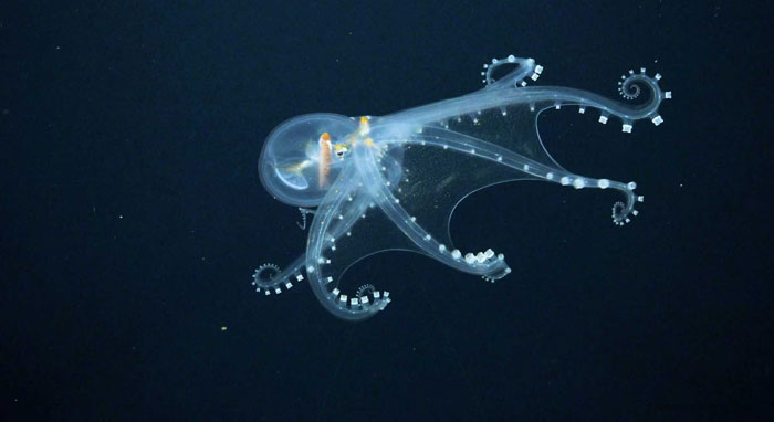 Transparent deep-sea octopus floating in dark water, showcasing one of the most mind-blowing cool-looking animals.