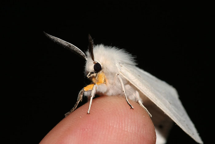 Close-up of a cool-looking white moth resting on a fingertip, showcasing its delicate features and fuzzy body.