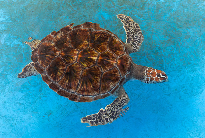 Sea turtle swimming in clear blue water, showcasing one of the coolest looking animals in a mind-blowing natural display
