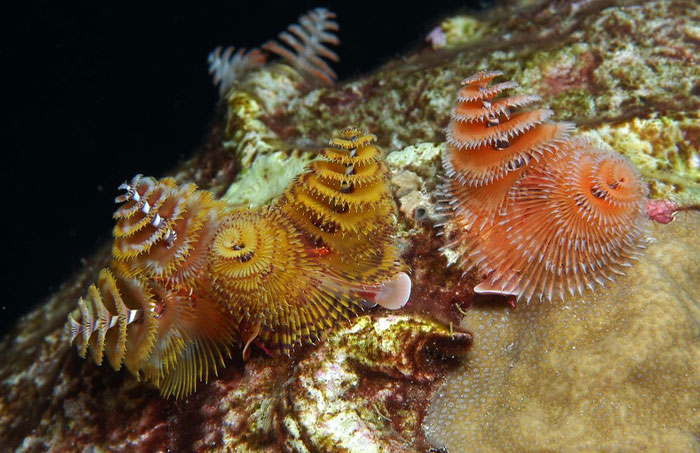 Colorful marine worms with spiral, feather-like appendages on a rocky surface, showcasing cool-looking animals.