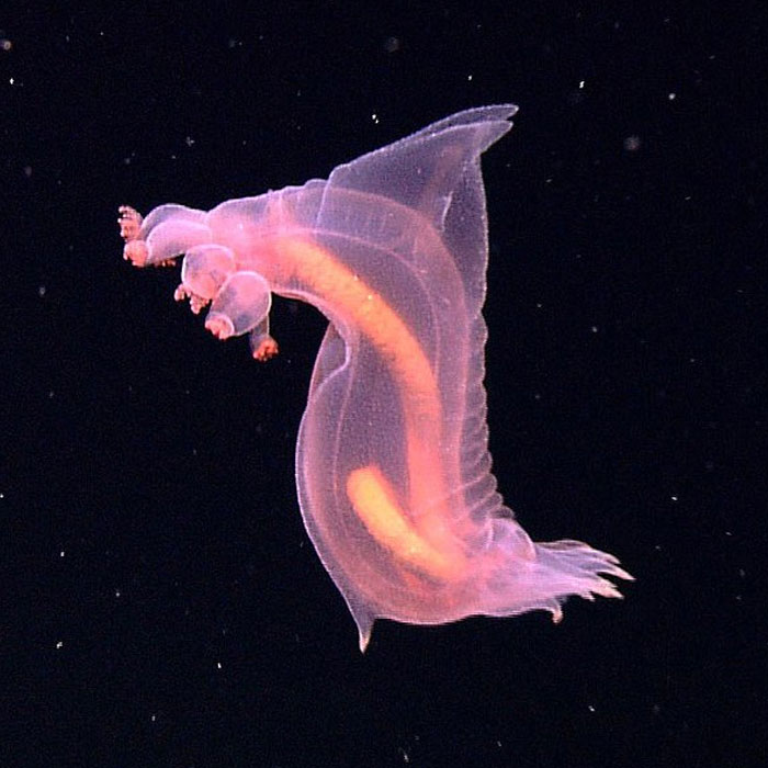 Translucent deep-sea animal with glowing orange core swimming in dark water, showcasing cool-looking animals in marine environment.