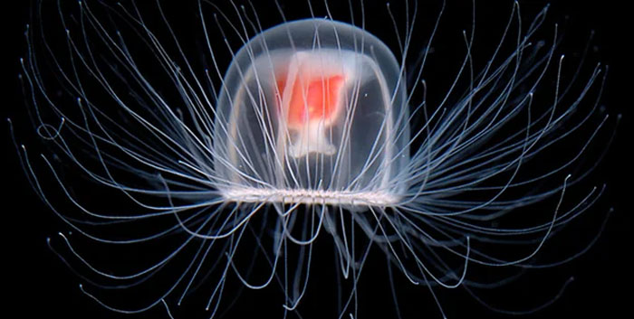 Transparent jellyfish with long tentacles floating in dark water, showcasing a cool-looking animal in a mind-blowing way