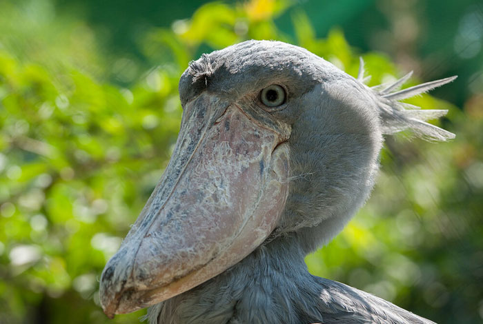 Close-up of a cool-looking shoebill bird with textured beak and piercing eye, one of the most mind-blowing animals.