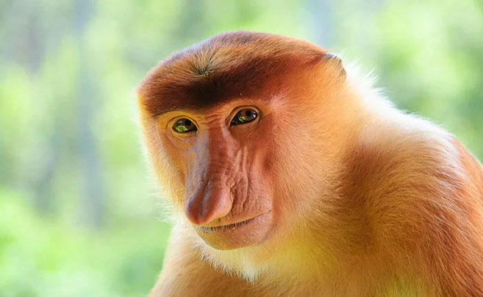 Proboscis monkey with distinct large nose and orange fur, one of the cool-looking animals that is truly mind-blowing.